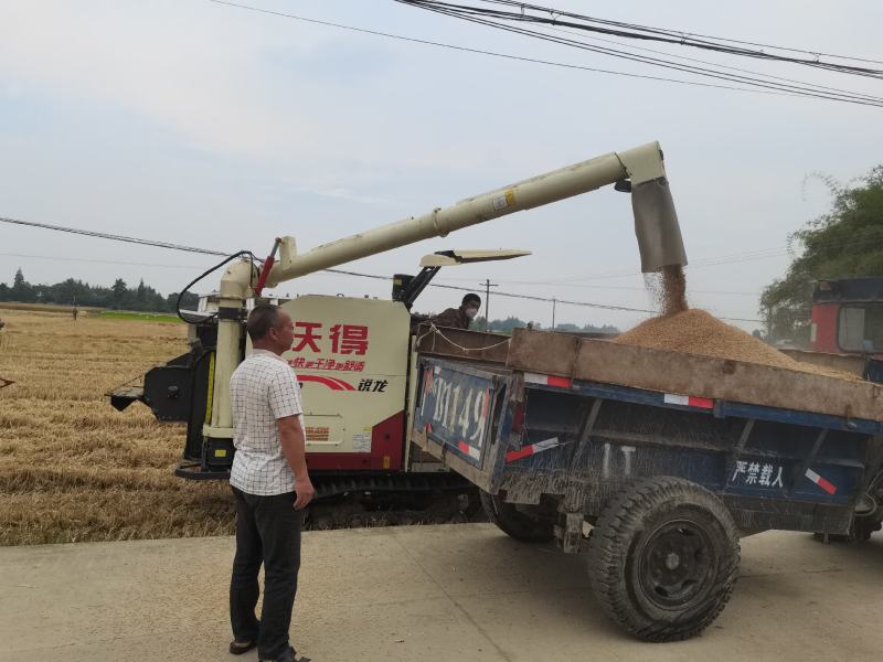 酒麦1号，别名矮麦王