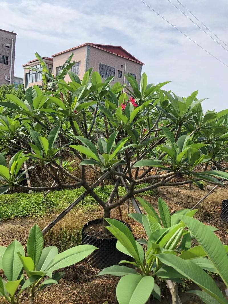 基地直供鸡蛋花