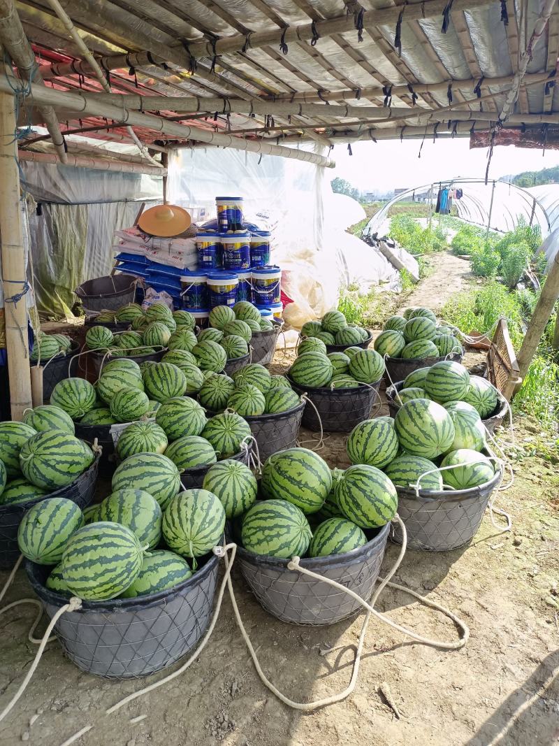 【有好货】美都西瓜8424麒麟瓜大量上市稳定货源大量供应