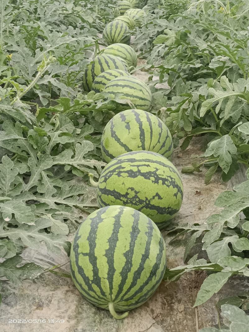 【有好货】美都西瓜8424麒麟瓜大量上市稳定货源大量供应