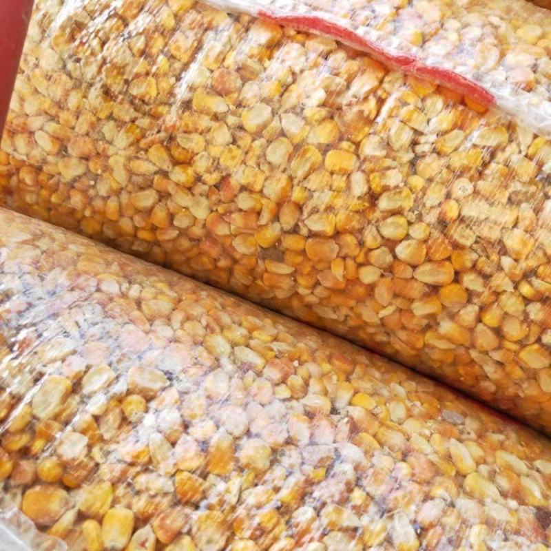 东北玉米粒干玉米现货大量供应