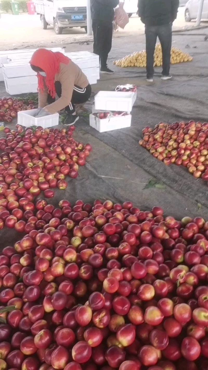 油桃大棚油桃种植基地大棚油桃批发市场公平交易