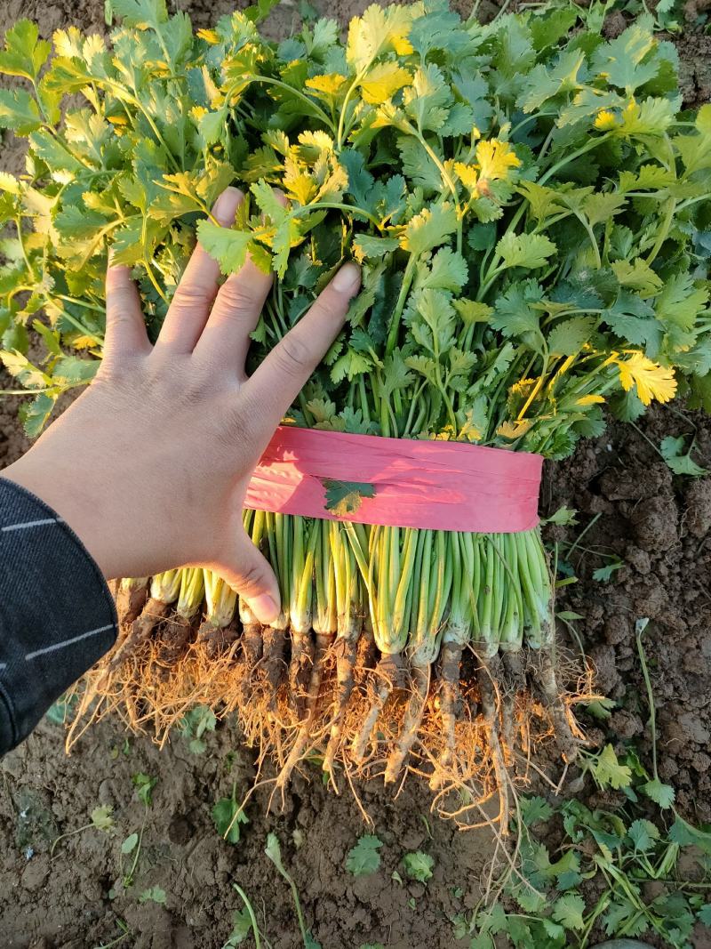香菜，聊城铁杆青中叶香菜，电商货，通货，精品香菜大量上市