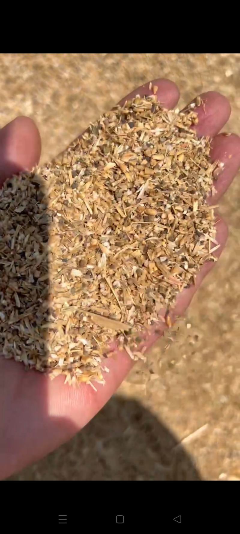 草籽麦养殖专含粮率70%常年有货鸡鸭鹅牛羊饲料