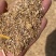 草籽麦养殖专含粮率70%常年有货鸡鸭鹅牛羊饲料
