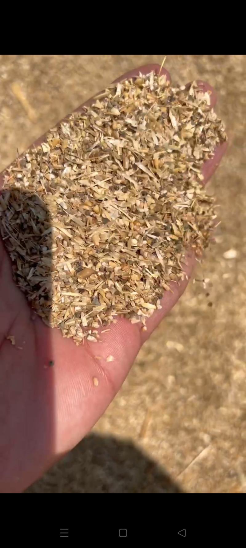 草籽麦养殖专含粮率70%常年有货鸡鸭鹅牛羊饲料