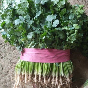 香菜，聊城铁杆青中叶香菜，电商货，通货，精品香菜大量上市
