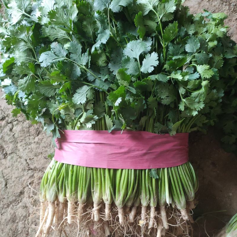 香菜，聊城铁杆青中叶香菜，电商货，通货，精品香菜大量上市