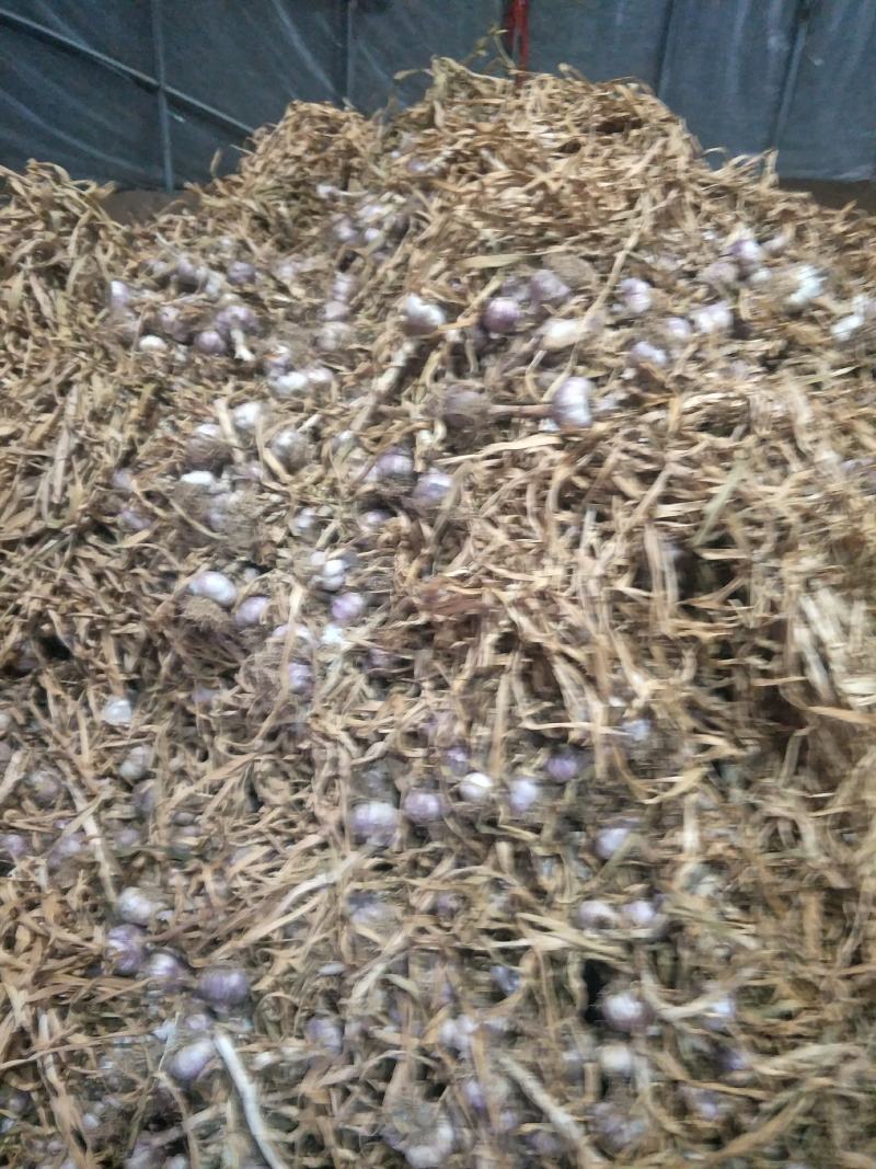 大蒜，紫皮蒜，四六瓣，聊城紫皮蒜，现已开始大量上市