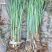 水烛水蜡烛品质保证量大从优抗寒易成活签订合同种植施工