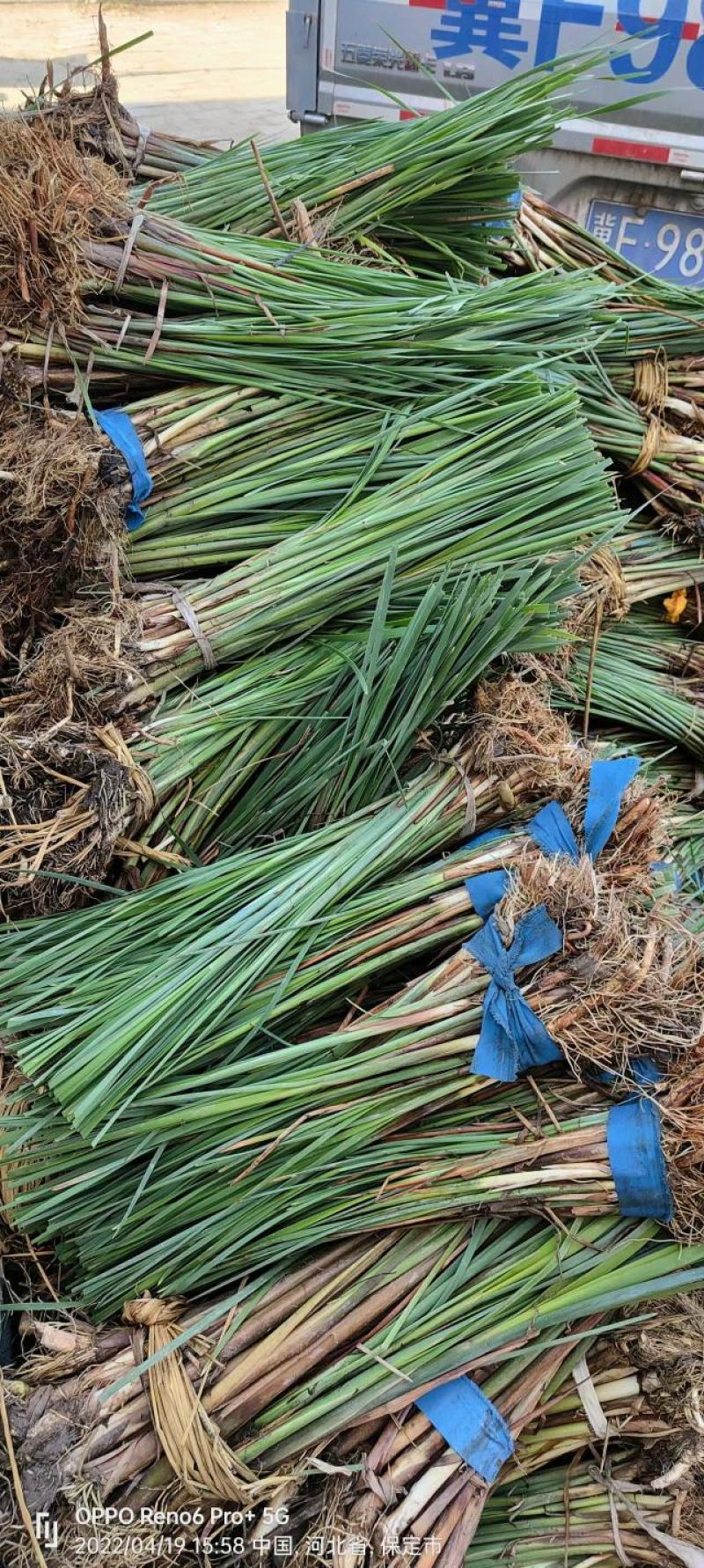 水烛水蜡烛品质保证量大从优抗寒易成活签订合同种植施工