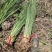 水烛水蜡烛品质保证量大从优抗寒易成活签订合同种植施工