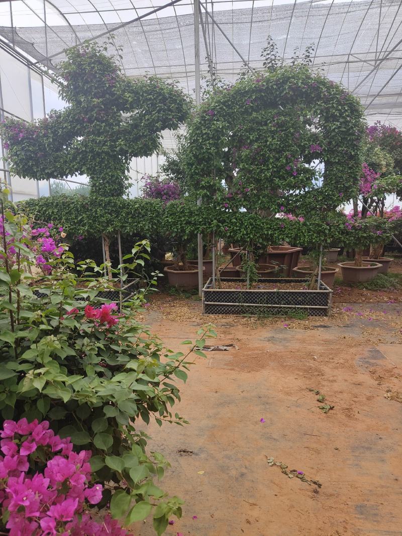 造型三角梅字体三角梅象型三角梅柱形三角梅