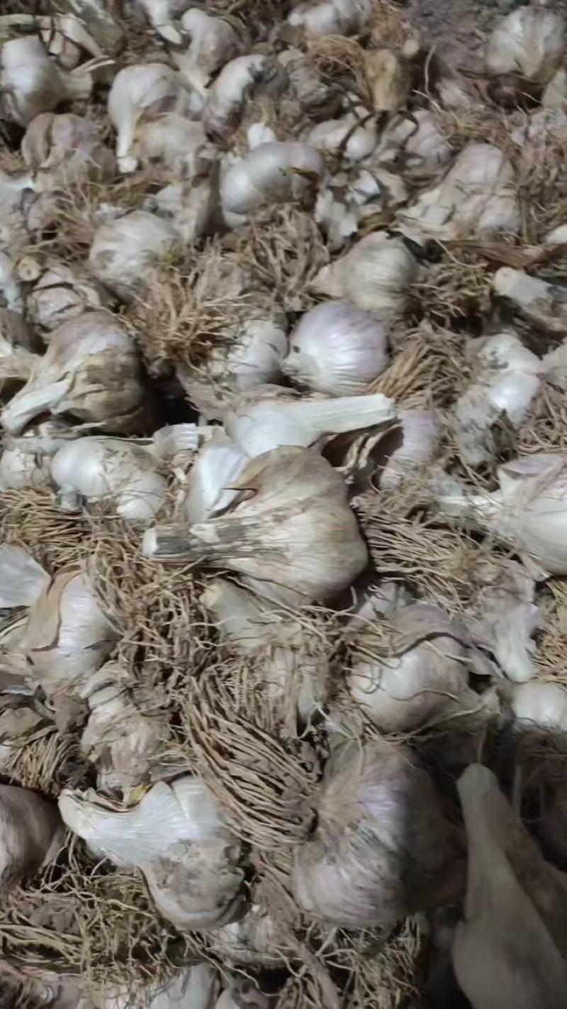 大蒜大量上市，产地发货，货源稳定，欢迎各地客商前来选购