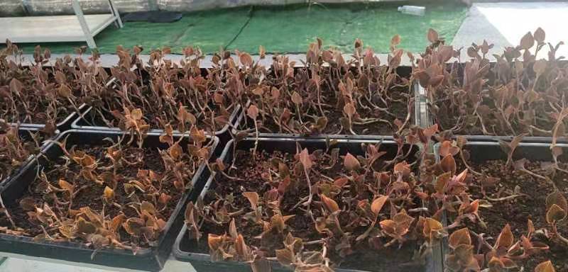金线莲，有益健康可防新冠，养生最佳可林下种植闲置厂房种植