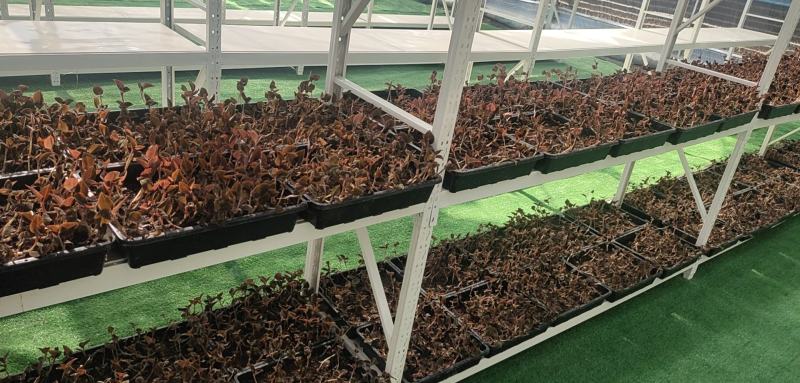 金线莲，有益健康可防新冠，养生最佳可林下种植闲置厂房种植