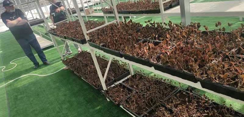 金线莲，有益健康可防新冠，养生最佳可林下种植闲置厂房种植