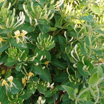 金银花盆景老庄盆栽地栽都可以，阳台庭院都适合