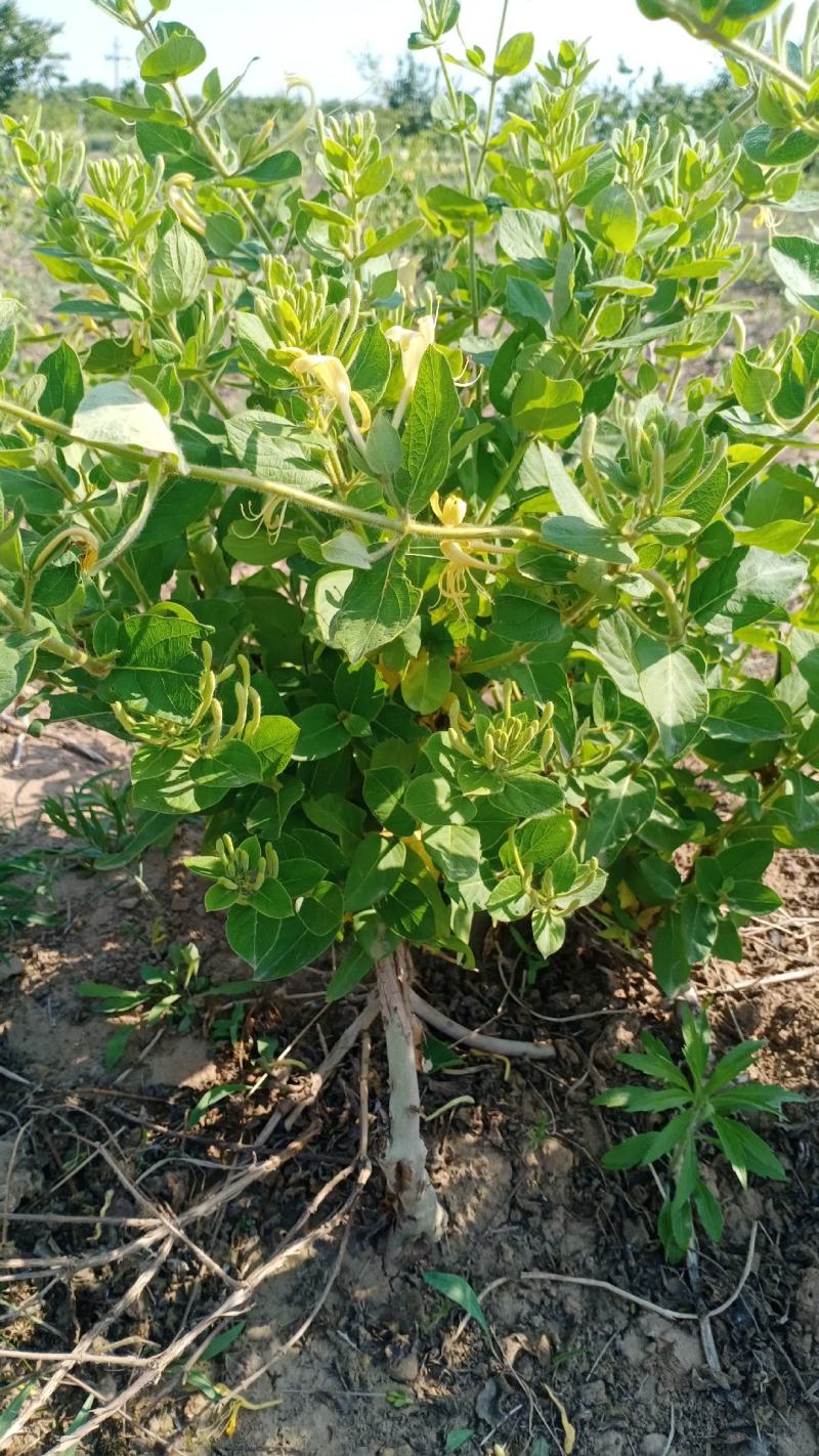 金银花盆景老庄盆栽地栽都可以，阳台庭院都适合