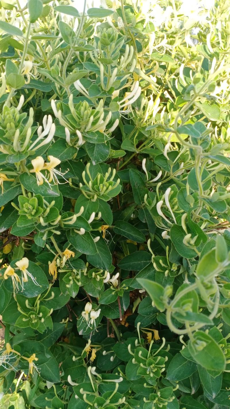 金银花盆景老庄盆栽地栽都可以，阳台庭院都适合