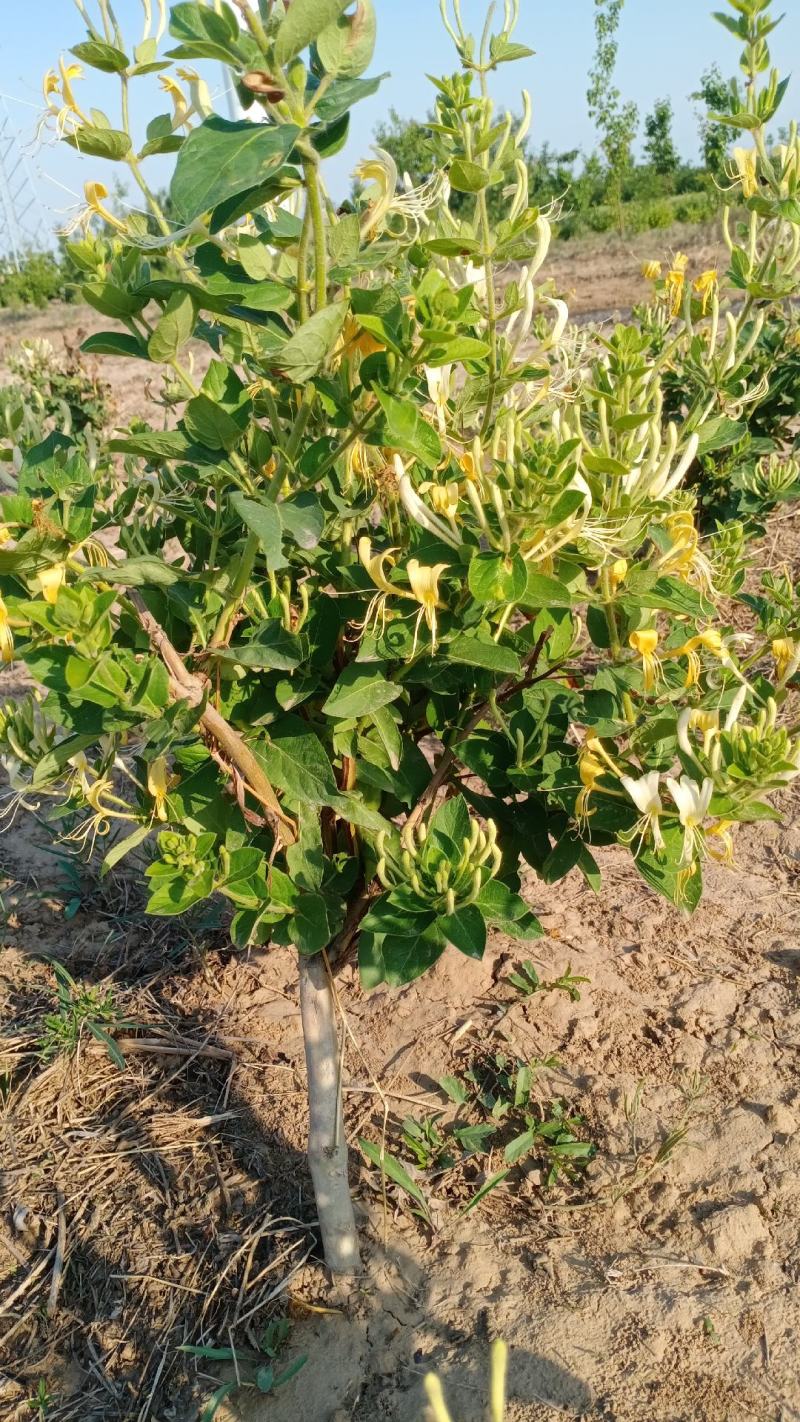 金银花盆景老庄盆栽地栽都可以，阳台庭院都适合