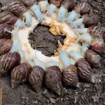 白玉蜗牛