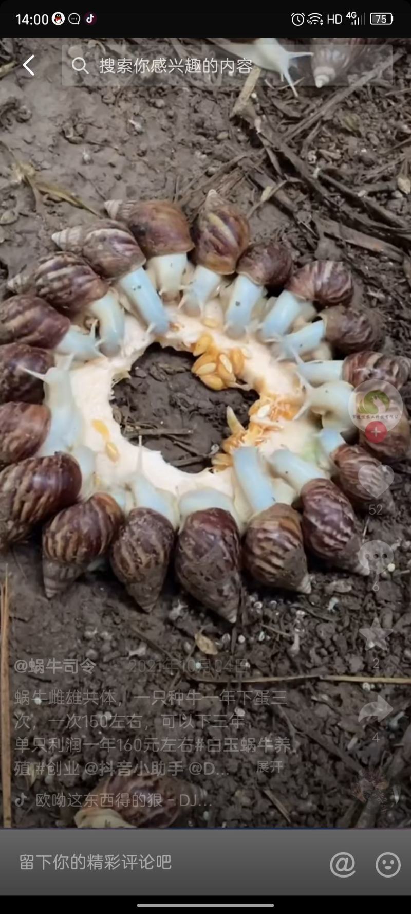 白玉蜗牛
