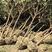 枇杷树，2-10公分，枇杷树苗，高杆枇杷树
