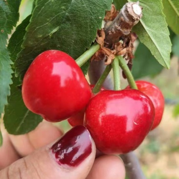 萨米托布鲁克斯美早上市。