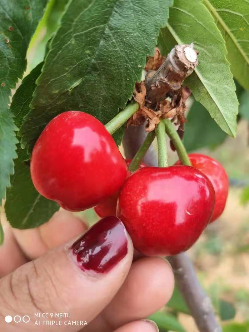 萨米托布鲁克斯美早上市。