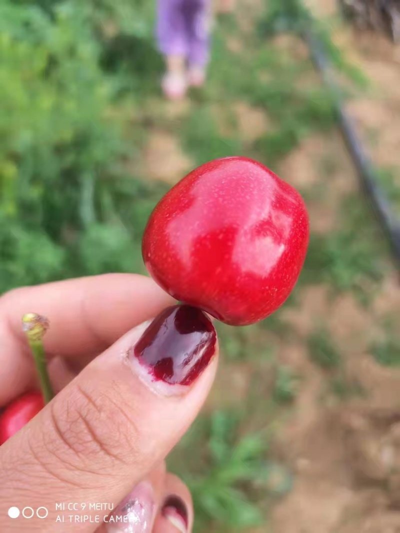 萨米托布鲁克斯美早上市。