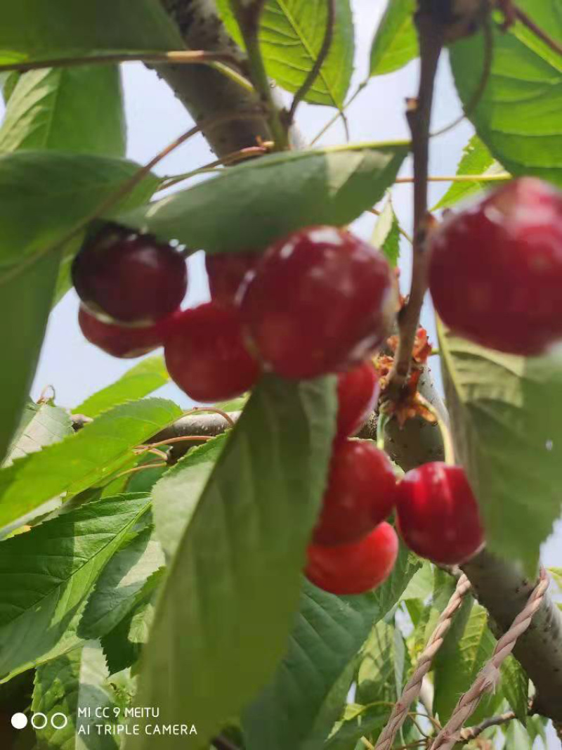 萨米托布鲁克斯美早上市。