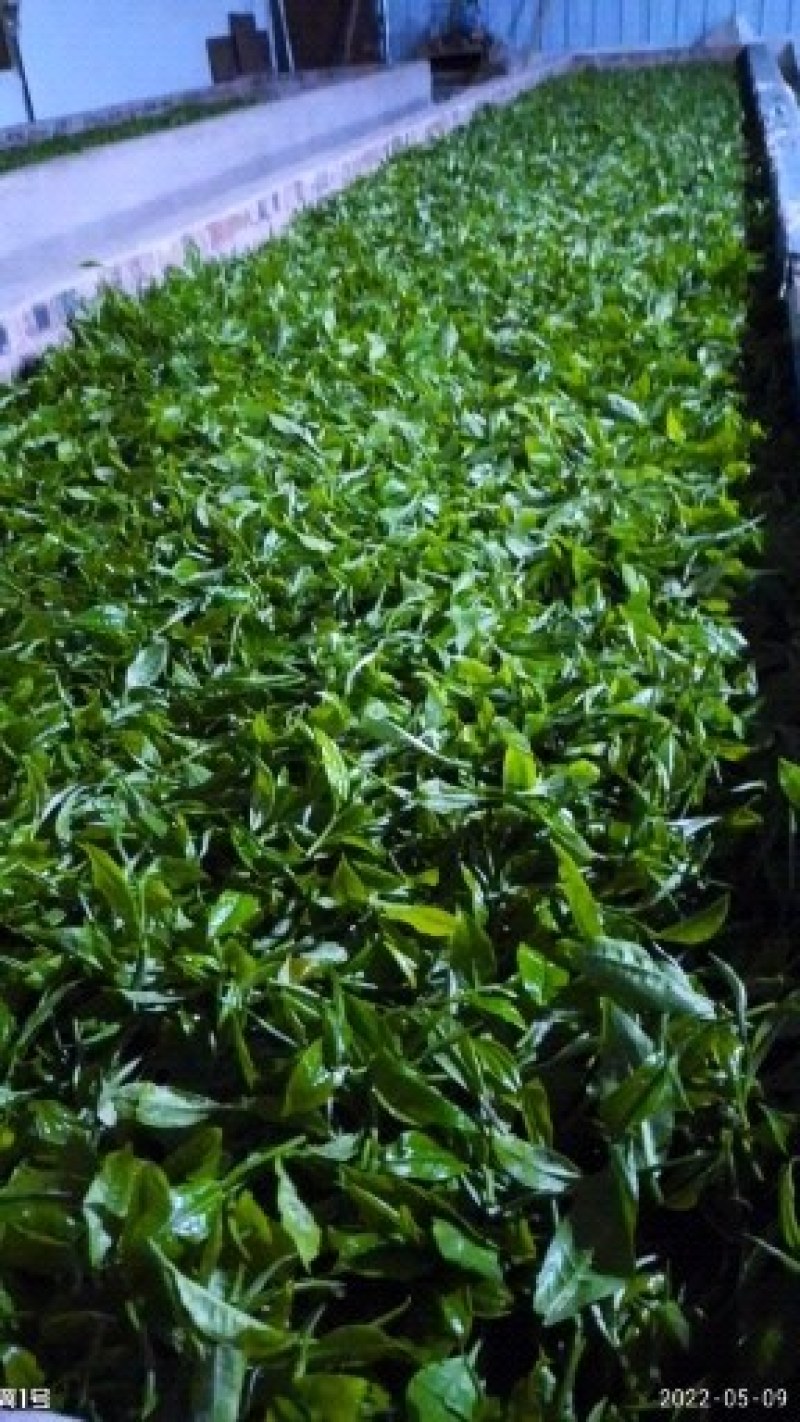 【古树纯料】普洱生态纯料357g，头春头采，黄金叶饼茶，
