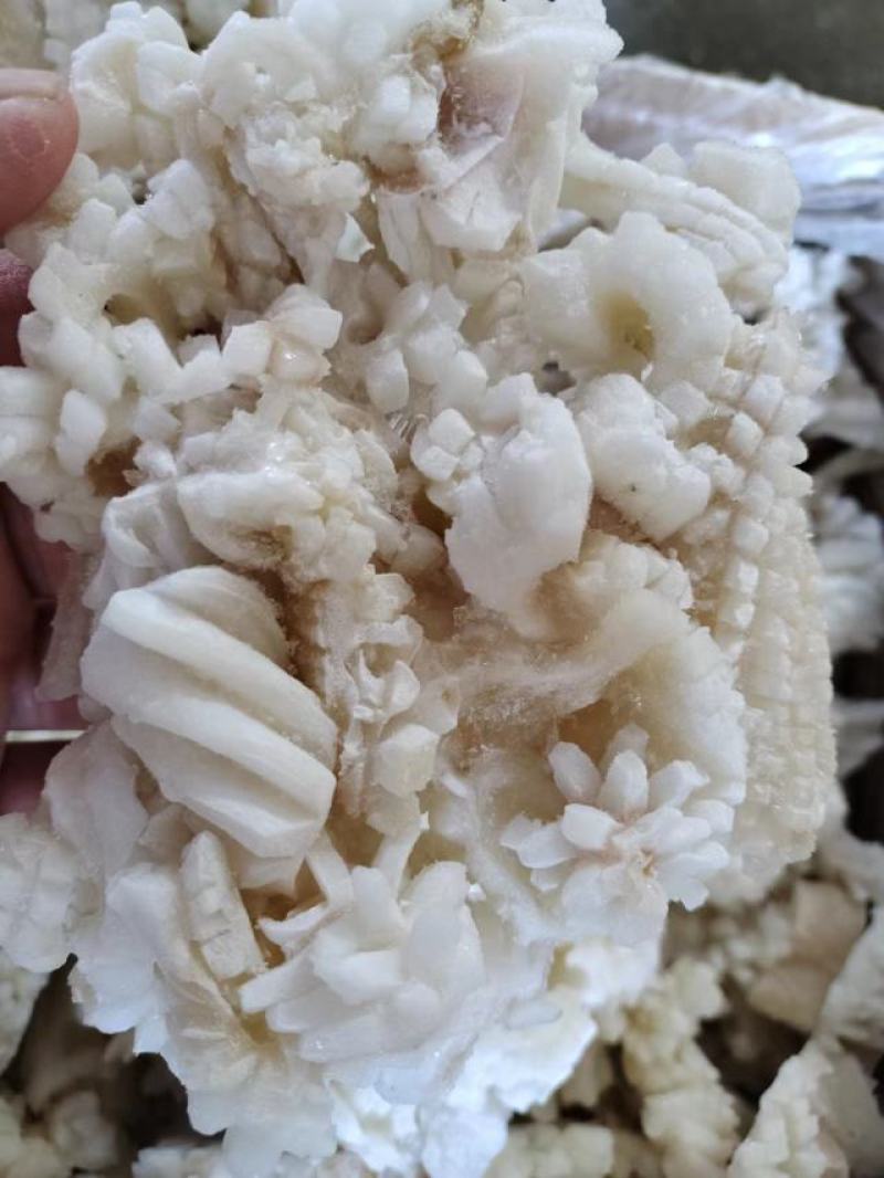 鱿鱼花