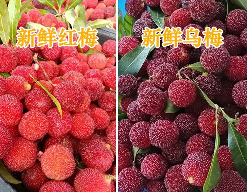 广东杨梅硬丝杨梅红杨梅乌丝梅大粒梅即将上市