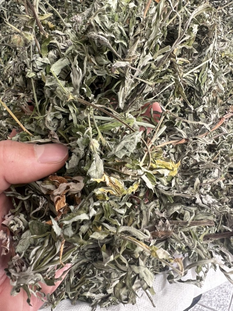 小叶艾草原草青绿色味香干净足干清香中药用