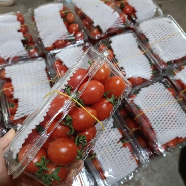 云南圣女果电商代发，价格优惠，支持一件代发