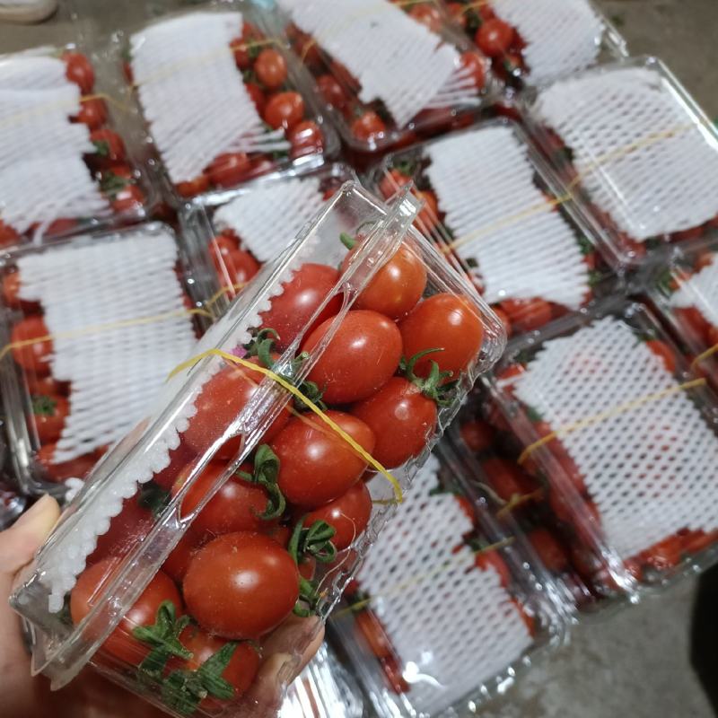云南圣女果电商代发，价格优惠，支持一件代发