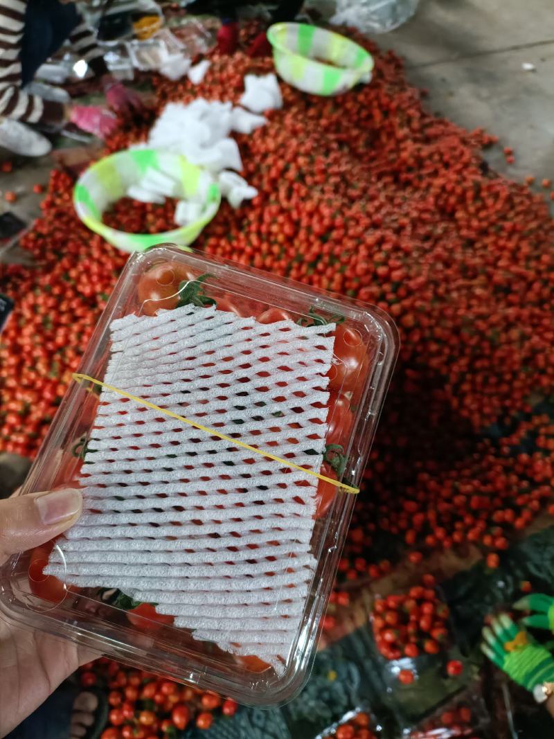 云南圣女果电商代发，价格优惠，支持一件代发