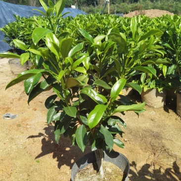 非洲茉莉黑杯苗绿化地被苗漳州精品