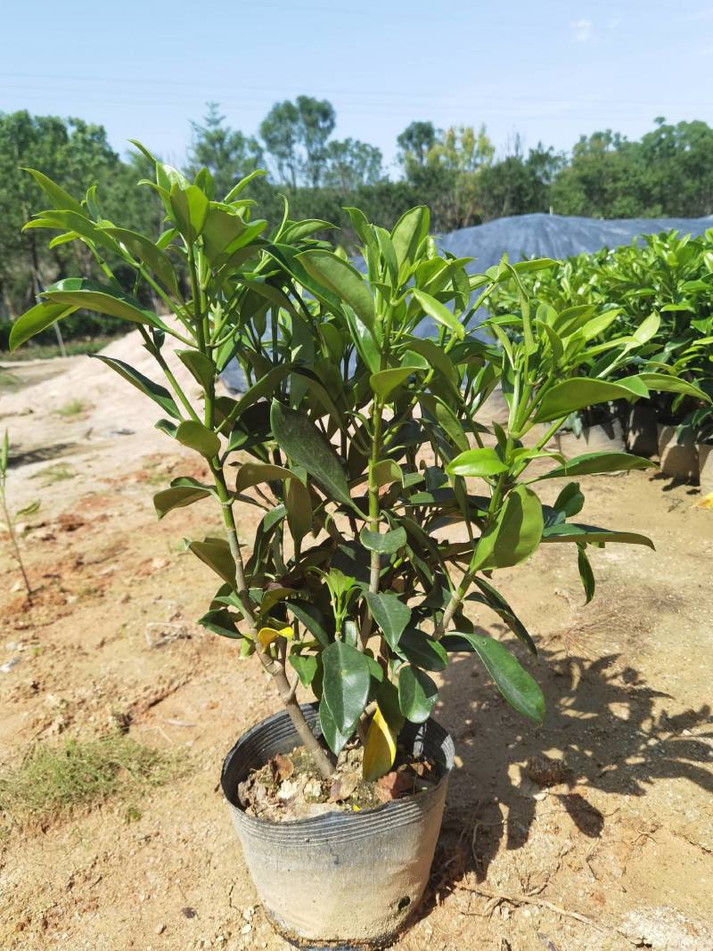 非洲茉莉黑杯苗绿化地被苗漳州精品