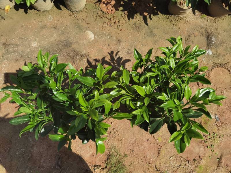 非洲茉莉黑杯苗绿化地被苗漳州精品