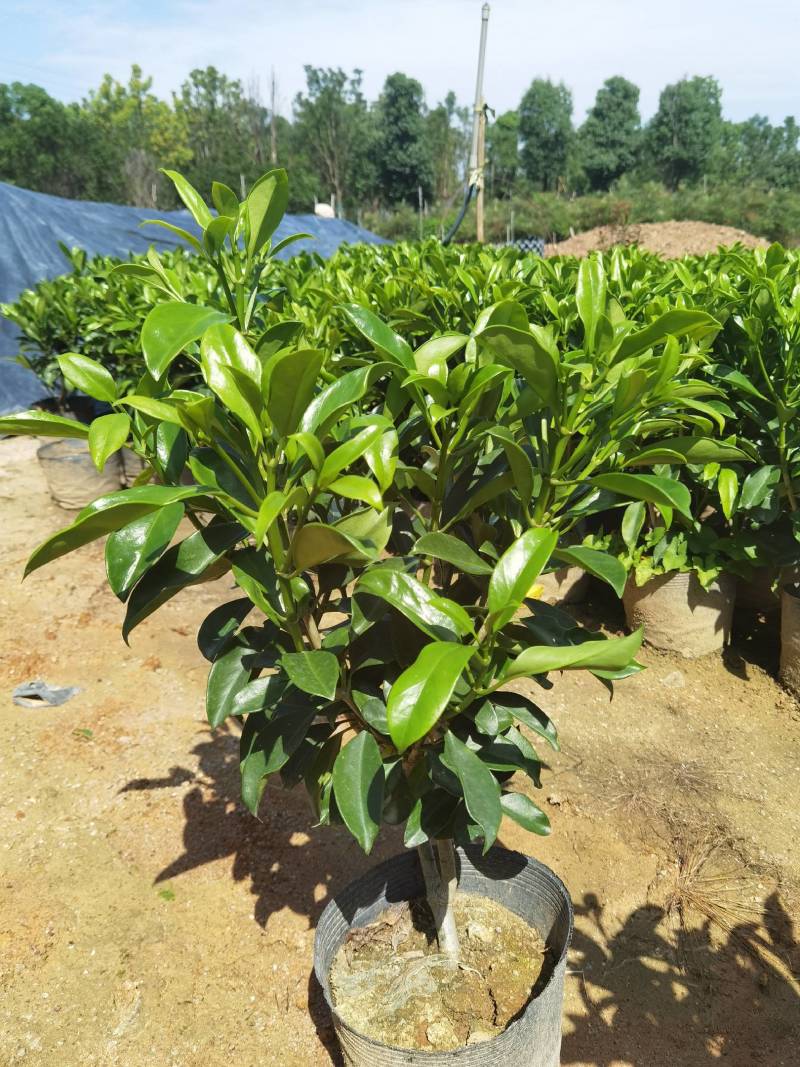非洲茉莉黑杯苗绿化地被苗漳州精品