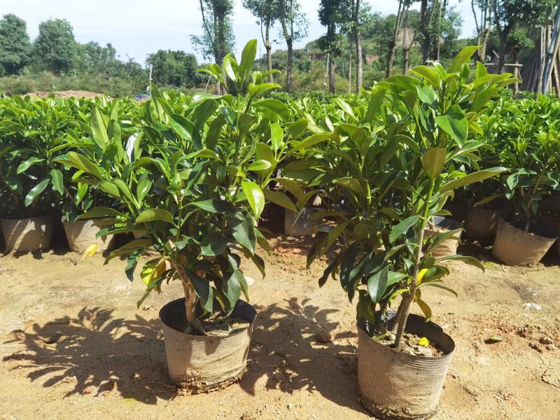 非洲茉莉黑杯苗绿化地被苗漳州精品