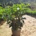 非洲茉莉黑杯苗绿化地被苗漳州精品