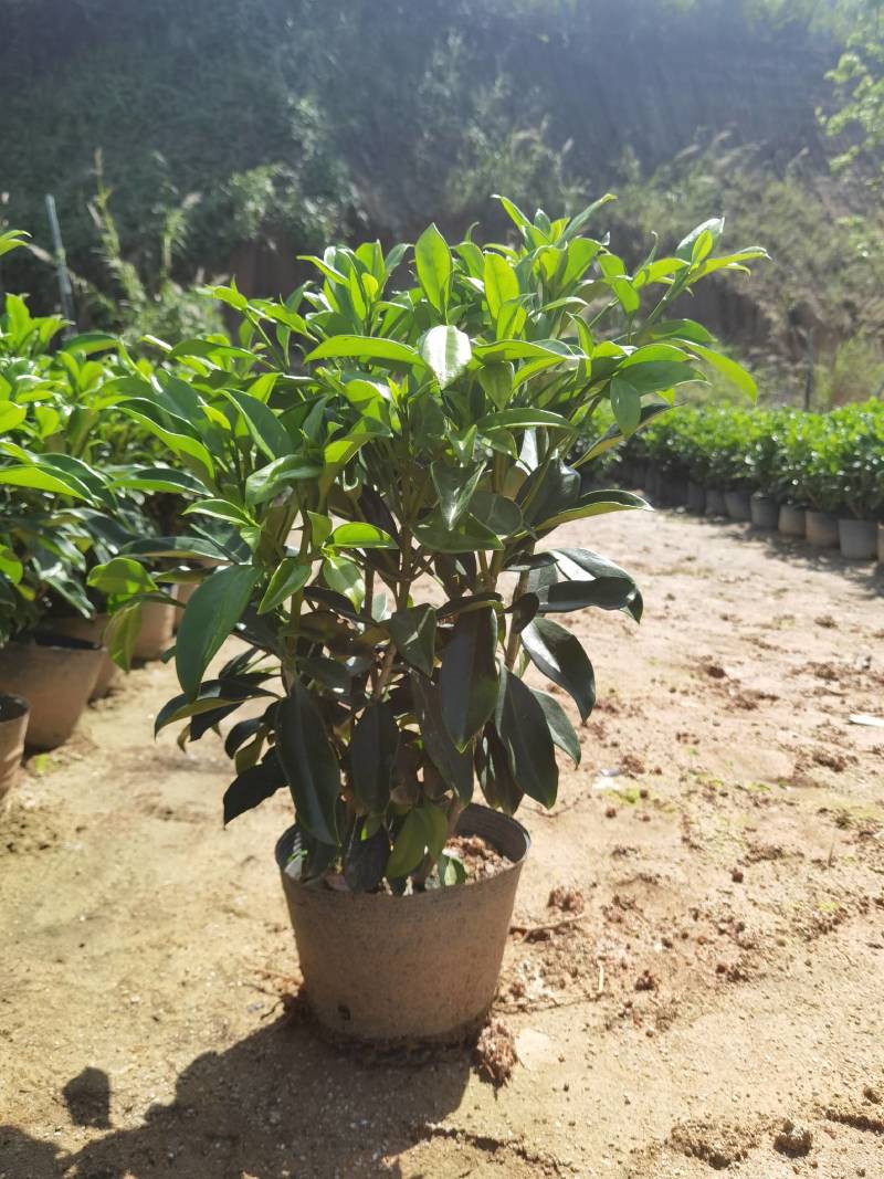 非洲茉莉黑杯苗绿化地被苗漳州精品