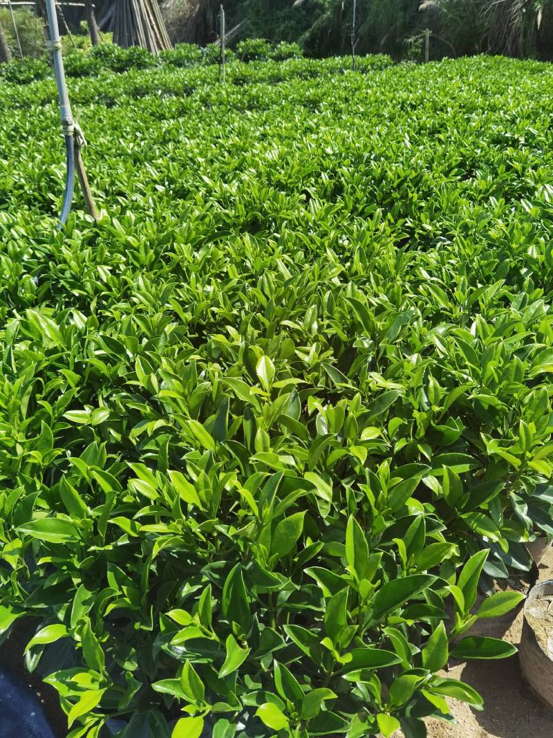 非洲茉莉黑杯苗绿化地被苗漳州精品