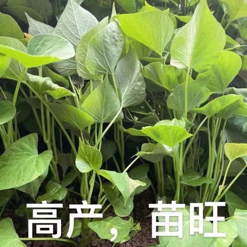 济薯25红薯苗红薯秧苗基地直供一手货源品质保证