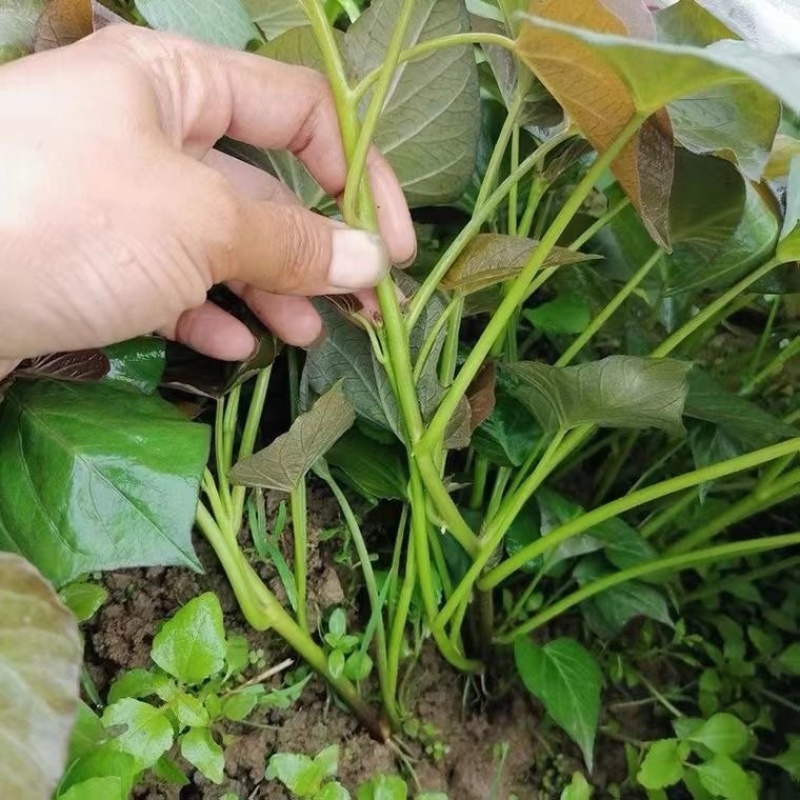 济薯25红薯苗红薯秧苗基地直供一手货源品质保证