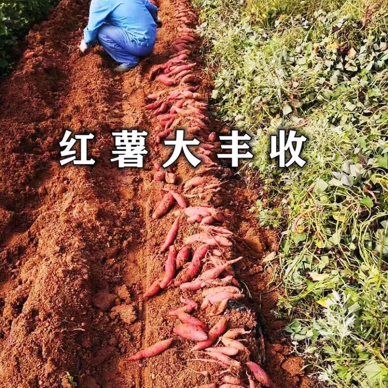 济薯25红薯苗红薯秧苗基地直供一手货源品质保证